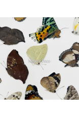 . Ongeprepareerde Madagascar mix 15 stuks