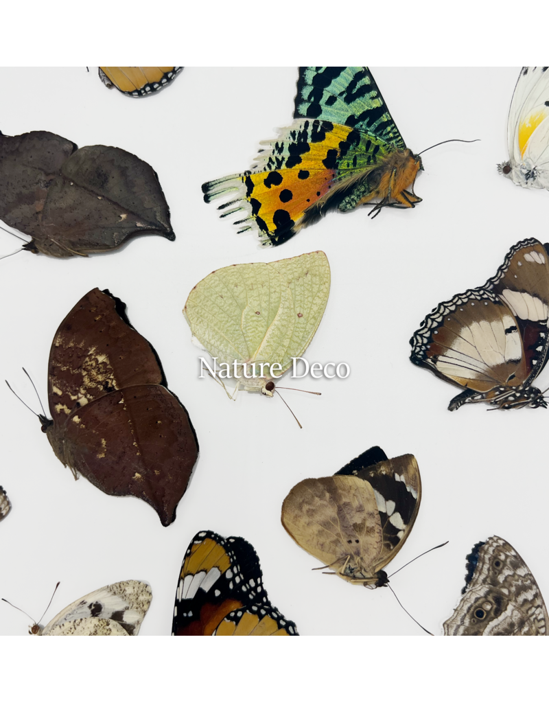 . Unmounted / dried Madagascar mix, 15 pieces