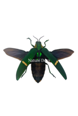 . Unmounted Catoxantha Opulenta