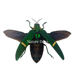 . Ongeprepareerde Catoxantha Opulenta