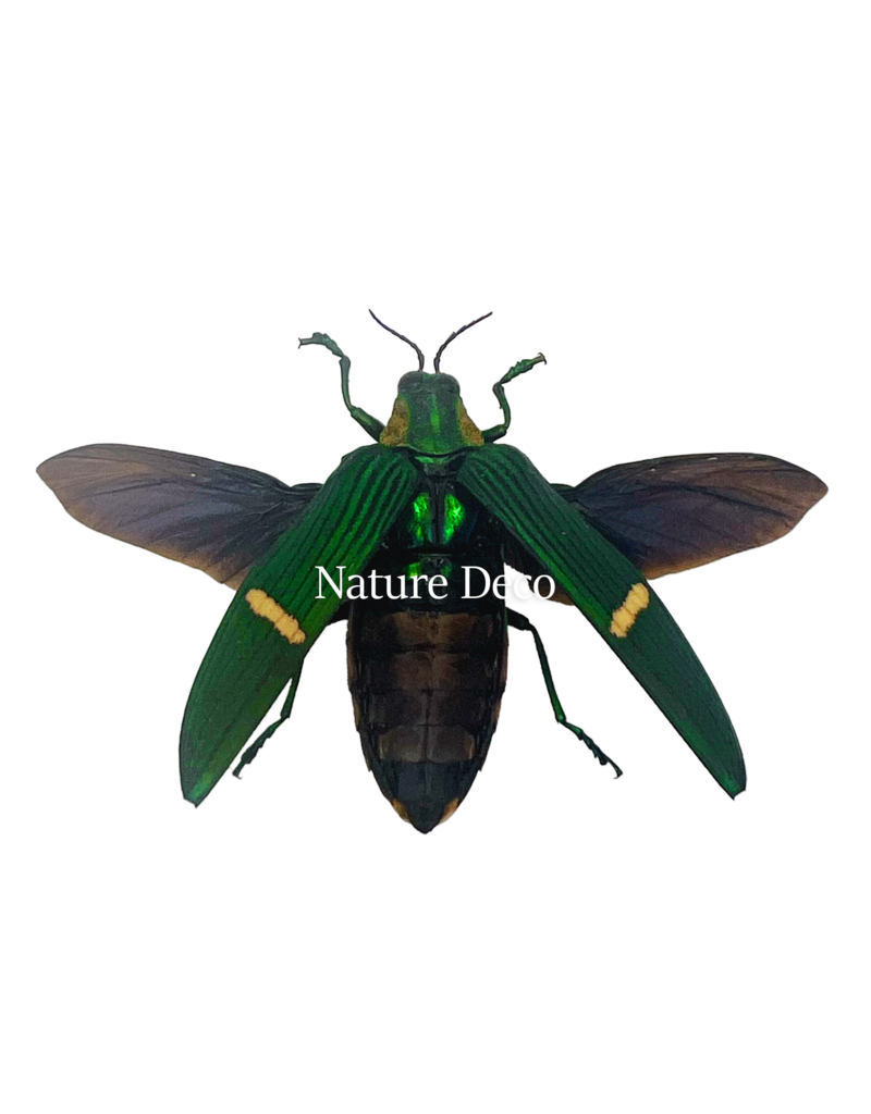 . Unmounted Catoxantha Opulenta