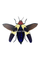 . Unmounted Chrysochroa Buqueti Rugicollis