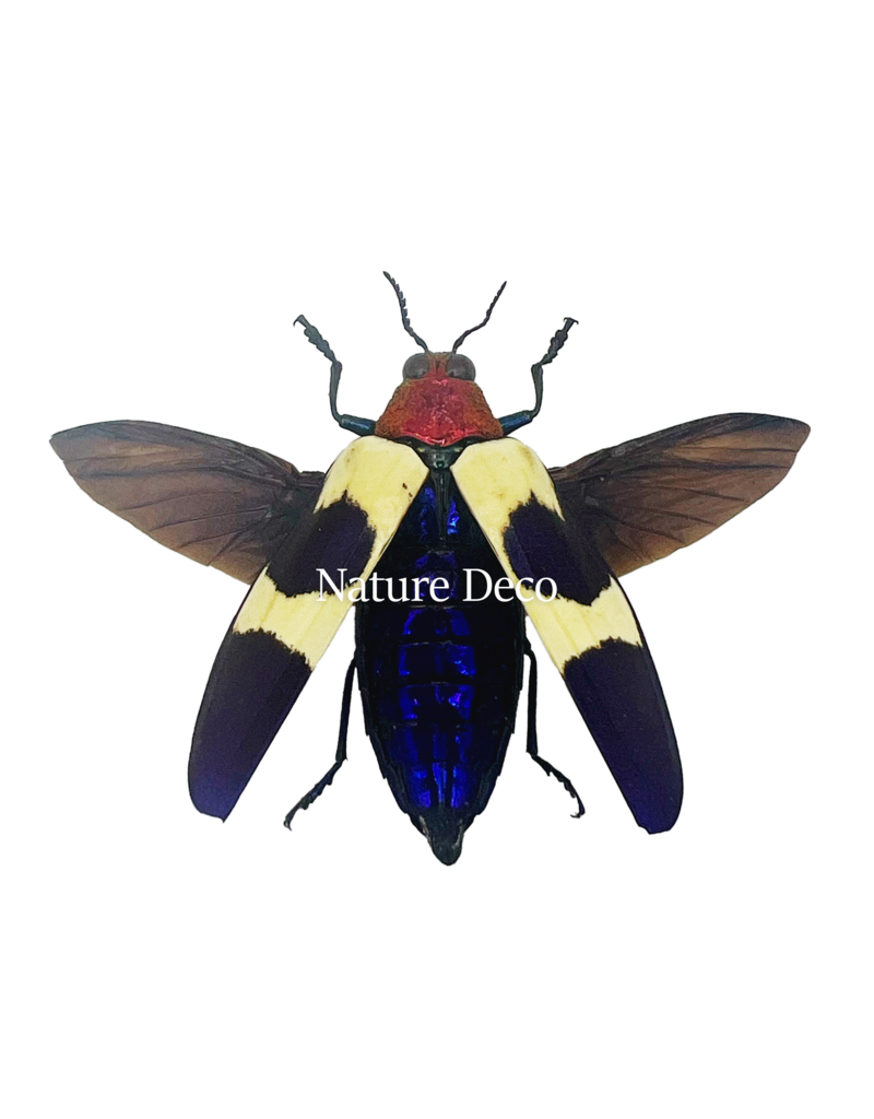 . Unmounted Chrysochroa Buqueti Rugicollis