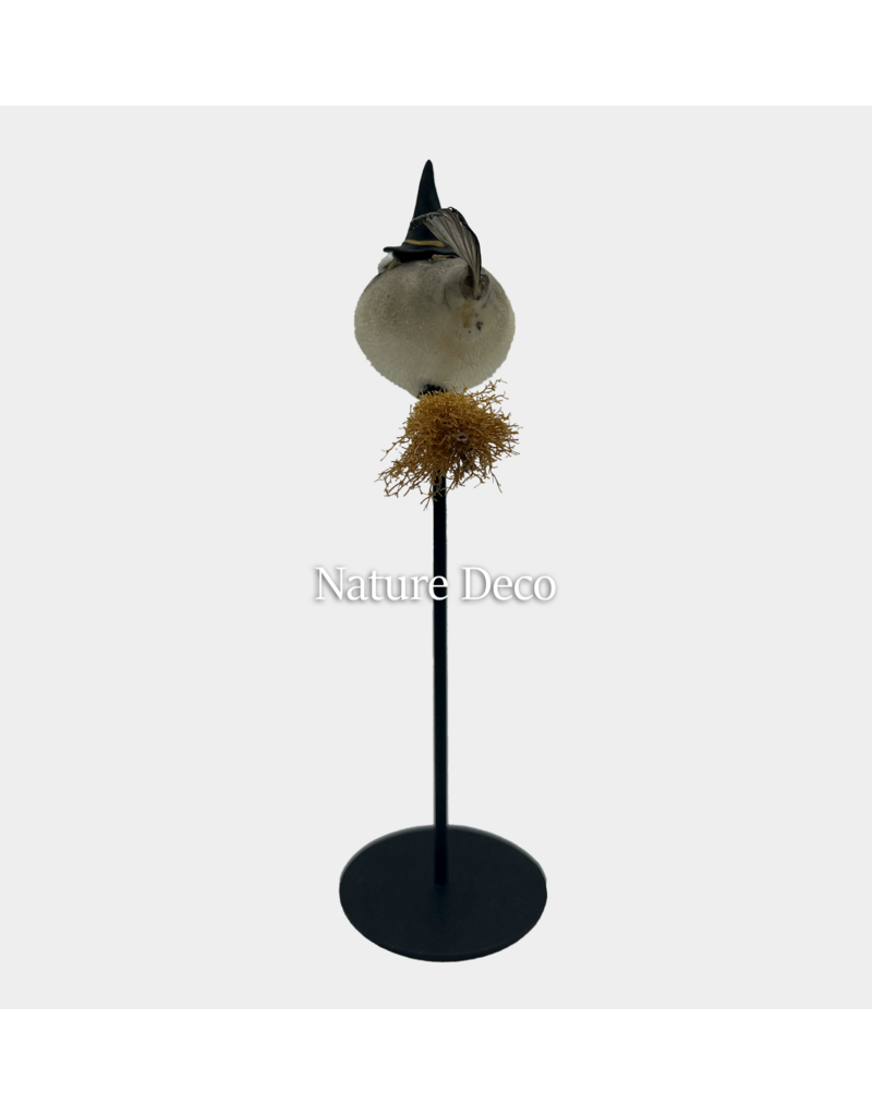 Nature Deco Witch pufferfish on a stand