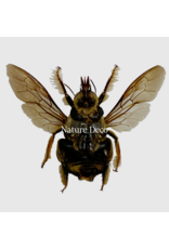 . Unmounted / dried Xylocopa aestuans (male)