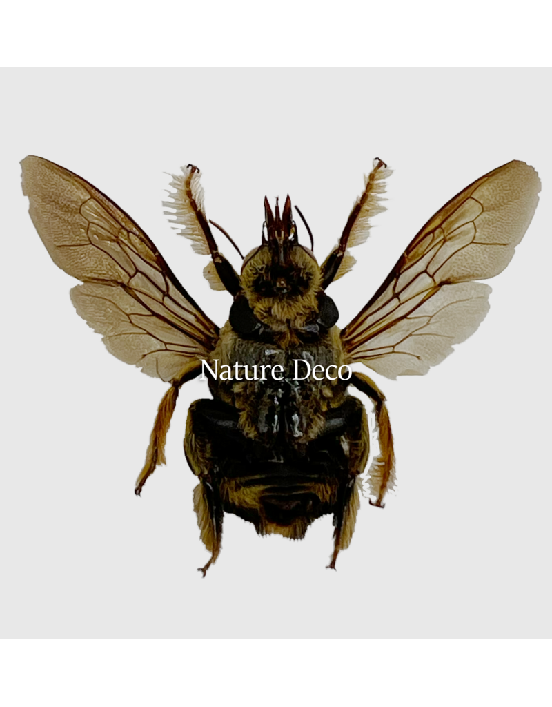 . Unmounted / dried Xylocopa aestuans (male)
