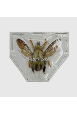 . Ongeprepareerde Xylocopa aestuans man