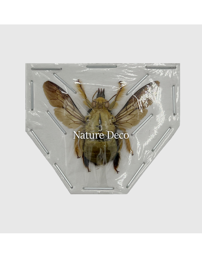 . Ongeprepareerde Xylocopa aestuans man