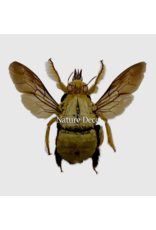 . Ongeprepareerde Xylocopa aestuans man