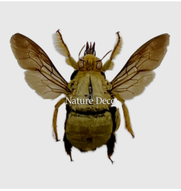 . Unmounted / dried Xylocopa aestuans (male) (bee)
