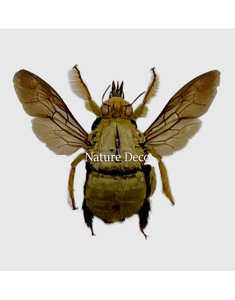 . Unmounted / dried Xylocopa aestuans (male)