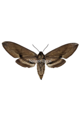 . Unmounted / dried Sphinx Ligustri