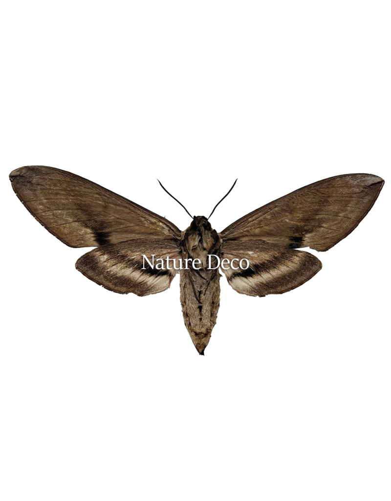 . Ongeprepareerde Sphinx Ligustri (Ligusterpijlstaart)