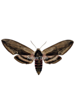 . Unmounted / dried Sphinx Ligustri