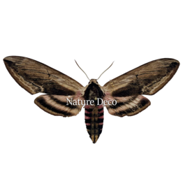 . Unmounted Sphinx Ligustri