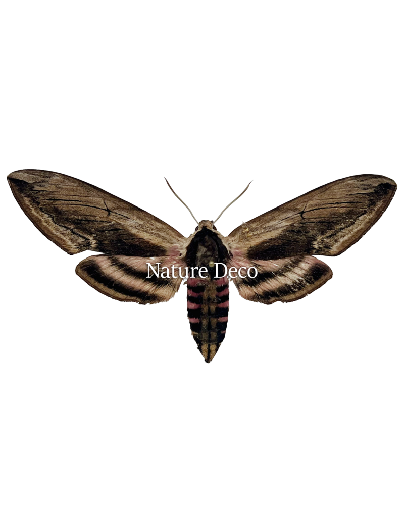 . Unmounted / dried Sphinx Ligustri