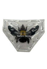 . Unmounted /dried Xylocopa Pubescens (Yellow bee)