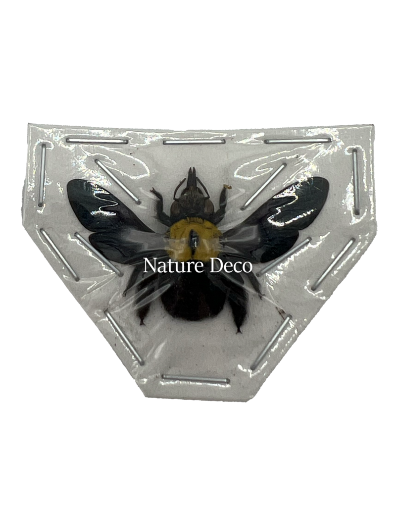 . Unmounted /dried Xylocopa Pubescens (Yellow bee)