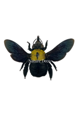 . Unmounted /dried Xylocopa Pubescens (Yellow bee)