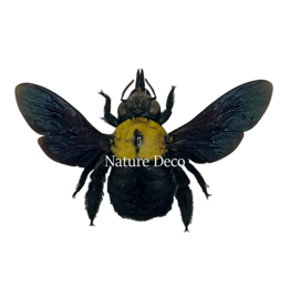 . Ongeprepareerde Xylocopa Pubescens (gele bij)