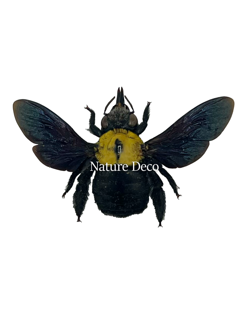 . Unmounted /dried Xylocopa Pubescens (Yellow bee)