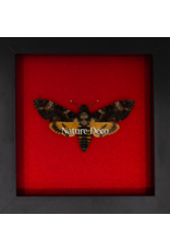 Nature Deco Valentine's Day special: Death's-head hawkmoth in luxury 3D frame 17 x 17cm