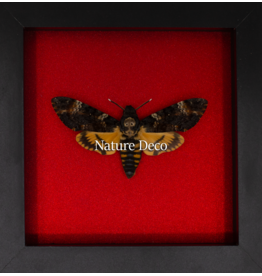 Nature Deco Valentijn special: doodshoofd vlinder in luxe 3D lijst