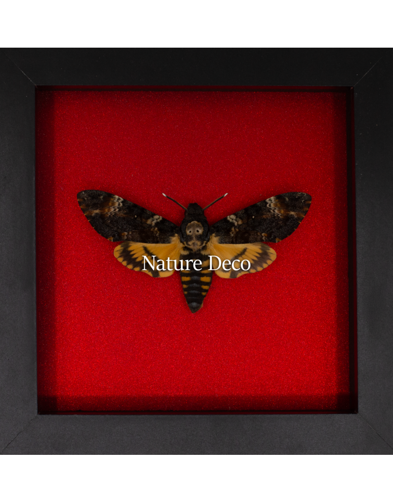 Nature Deco Valentijn special: doodshoofd vlinder in luxe 3D lijst 17 x 17cm