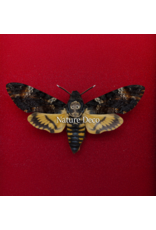 Nature Deco Valentine's Day special: Death's-head hawkmoth in luxury 3D frame 17 x 17cm