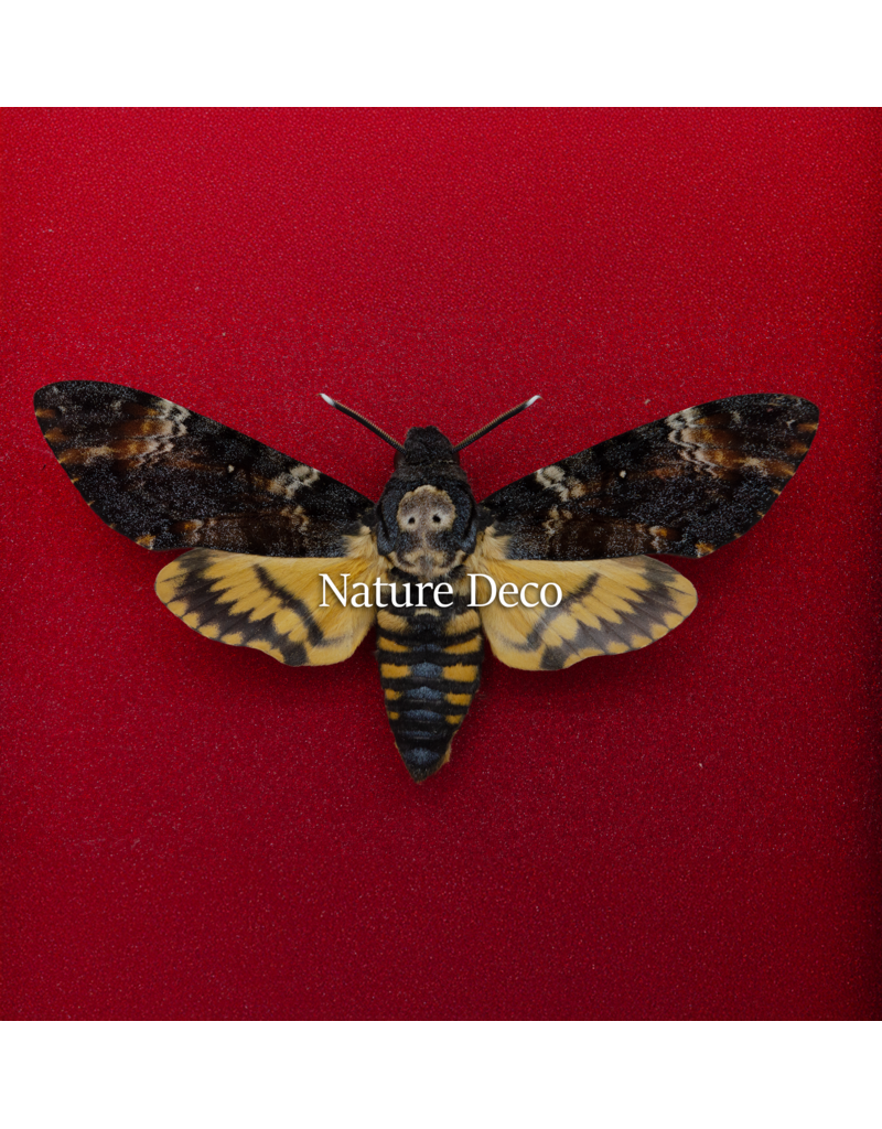 Nature Deco Valentine's Day special: Death's-head hawkmoth in luxury 3D frame 17 x 17cm