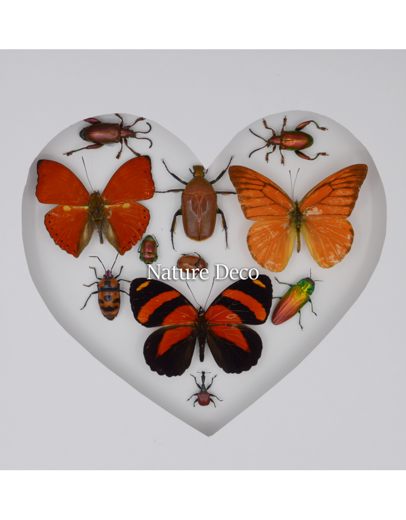 Nature Deco Valentijn special: Insecten en vlinders in hart vorm in luxe 3D lijst 22 x 22cm