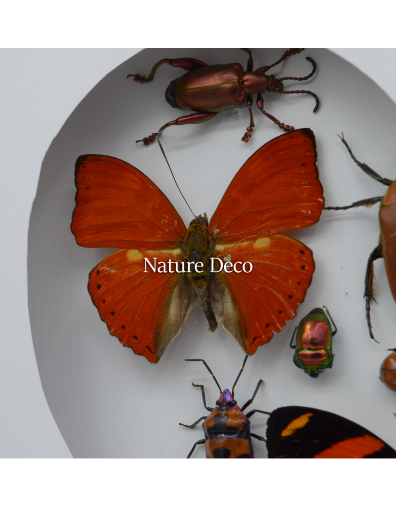 Nature Deco Valentine's Day special: Insects and butterflies in a heart shape in a luxurious 3D frame 22x 22cm