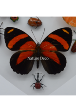 Nature Deco Valentijn special: Insecten en vlinders in hart vorm in luxe 3D lijst 22 x 22cm