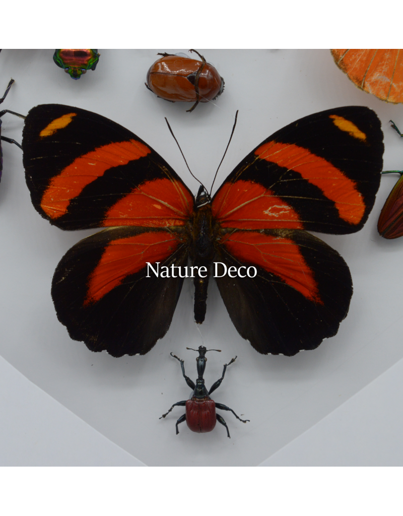 Nature Deco Valentine's Day special: Insects and butterflies in a heart shape in a luxurious 3D frame 22x 22cm