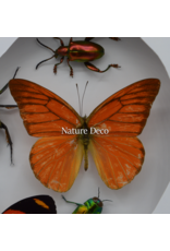 Nature Deco Valentijn special: Insecten en vlinders in hart vorm in luxe 3D lijst 22 x 22cm