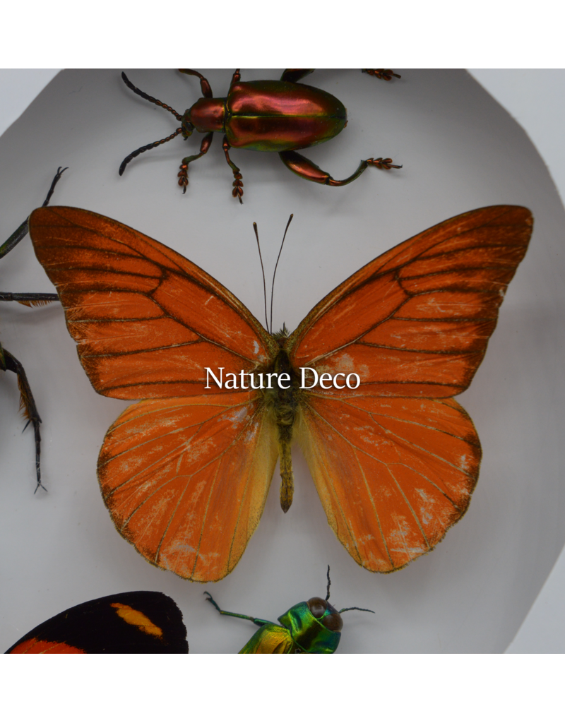 Nature Deco Valentijn special: Insecten en vlinders in hart vorm in luxe 3D lijst 22 x 22cm