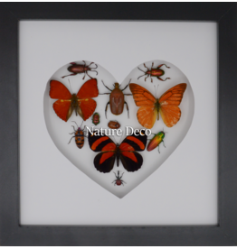 Nature Deco Valentijn special: Insecten en vlinders in hart vorm in luxe 3D lijst