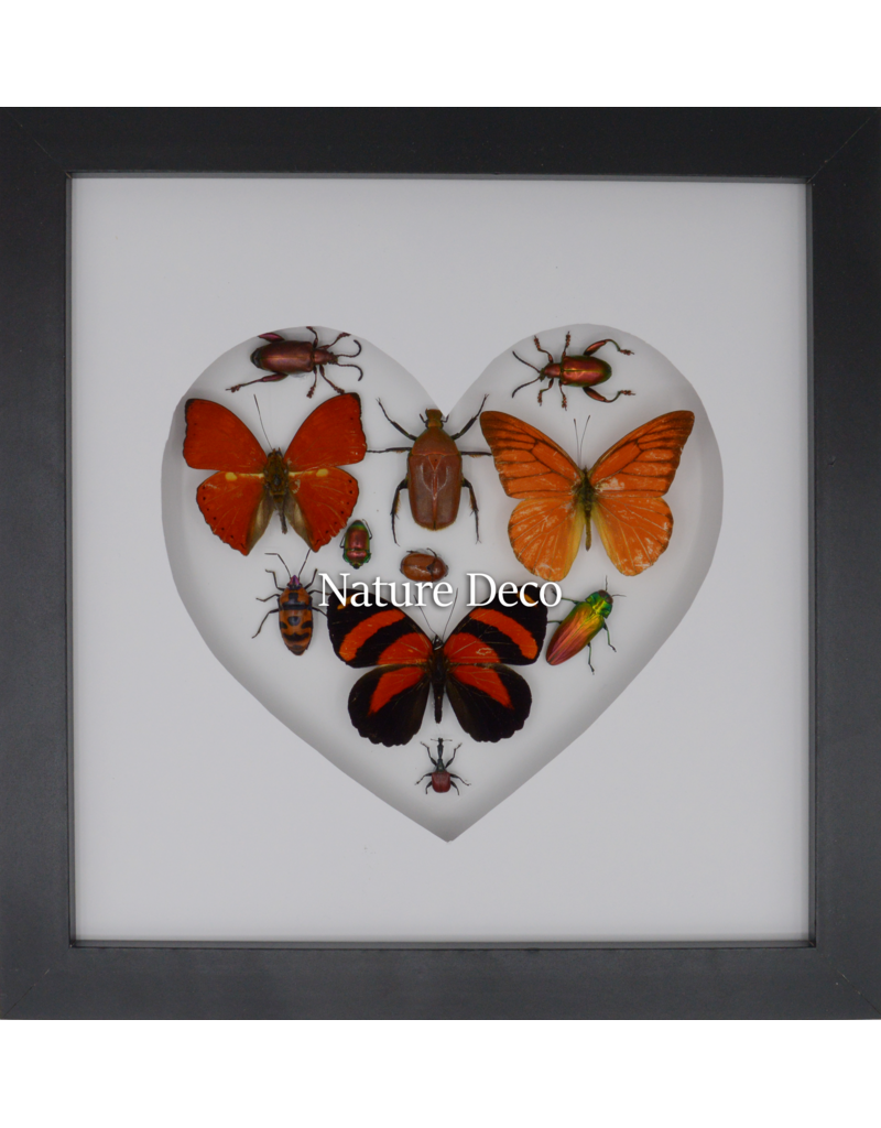 Nature Deco Valentijn special: Insecten en vlinders in hart vorm in luxe 3D lijst 22 x 22cm