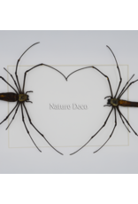 Nature Deco Valentijn special: spinnen hart in luxe 3D lijst rechthoek groot 32 x 23,5cm (A4)