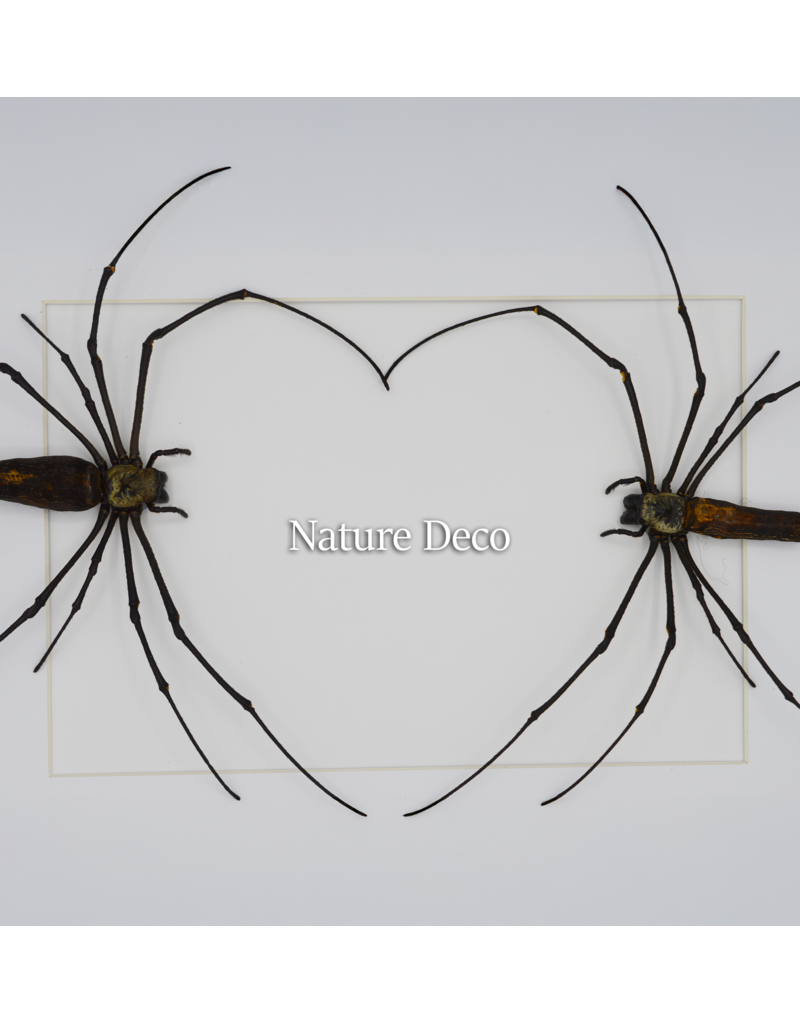 Nature Deco Valentijn special: spinnen hart in luxe 3D lijst rechthoek groot 32 x 23,5cm (A4)