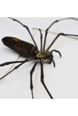 Nature Deco Valentijn special: spinnen hart in luxe 3D lijst rechthoek groot 32 x 23,5cm (A4)