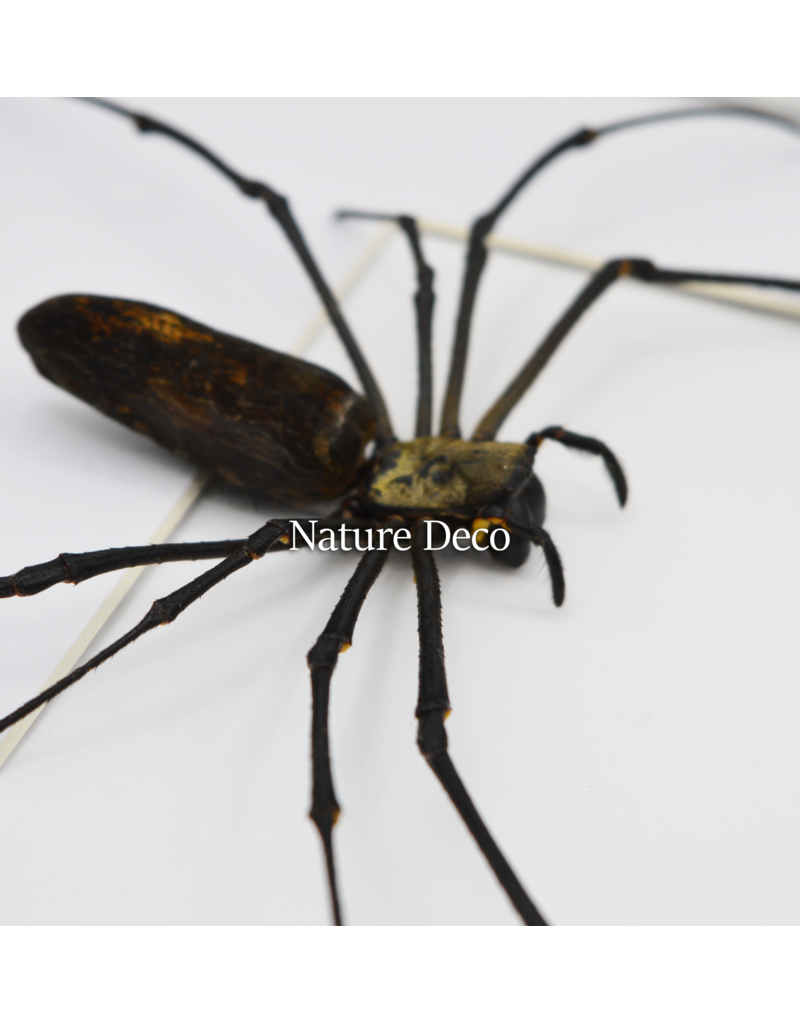 Nature Deco Valentine's Day special: spider heart in a luxurious 3D frame rectangle large 32 x 23.5 cm (A4)