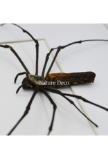 Nature Deco Valentine's Day special: spider heart in a luxurious 3D frame rectangle large 32 x 23.5 cm (A4)