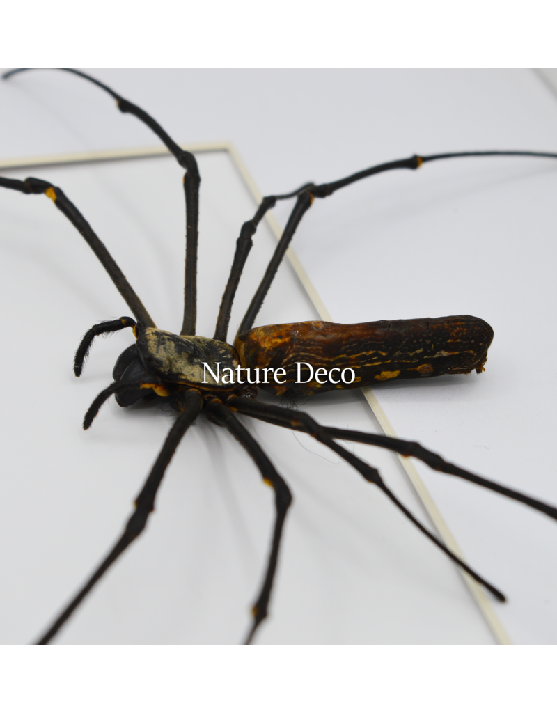 Nature Deco Valentine's Day special: spider heart in a luxurious 3D frame rectangle large 32 x 23.5 cm (A4)