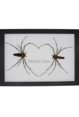Nature Deco Valentine's Day special: spider heart in a luxurious 3D frame rectangle large 32 x 23.5 cm (A4)
