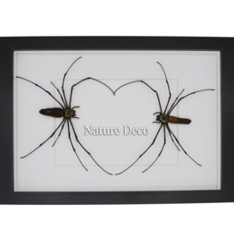 Nature Deco Valentine's Day special: spider heart in a luxurious 3D frame