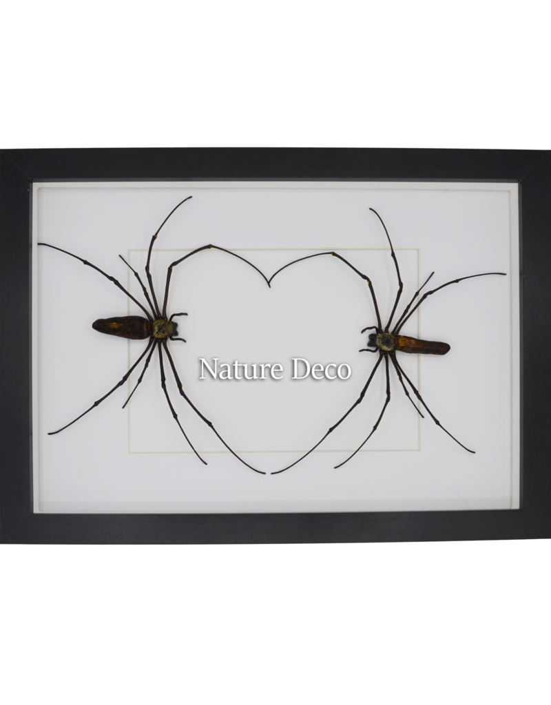Nature Deco Valentijn special: spinnen hart in luxe 3D lijst rechthoek groot 32 x 23,5cm (A4)