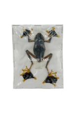 . (On)geprepareerde Kikker (Rhacophorus Reinwardtii )