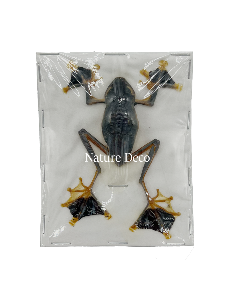 . Unmounted Frog (Rhacophorus Reinwardtii )