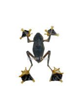 . (On)geprepareerde Kikker (Rhacophorus Reinwardtii )